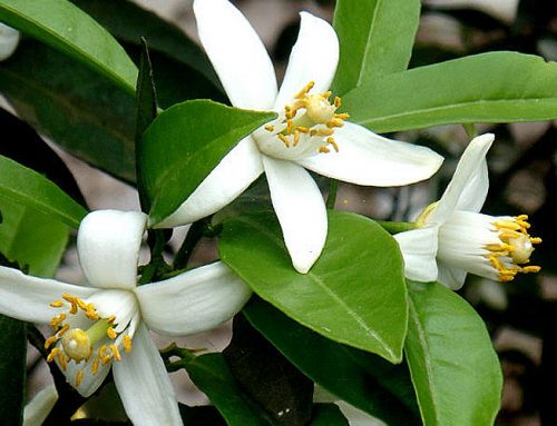 Citrus Aurantium Dulcis Flower Extract / 甜橙花萃取液