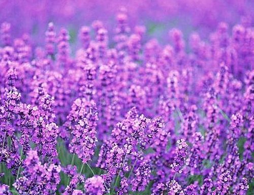 Lavandula Angustifolia Flower Extract / 薰衣草花萃取液