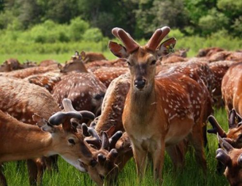 Placenta Extract (Deer) / 鹿胎盤萃取液